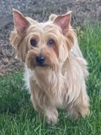 A playful Australian Silky Terrier with a shiny coat