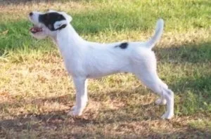 A playful black and white Parson Russell Terrier puppy, Lopresti Chase, 6 months old, looking up with an open mouth and wagging tail while standing in green grass, showing its joyful nature.