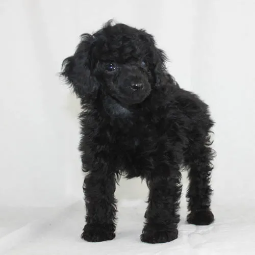 A playful black toy poodle puppy