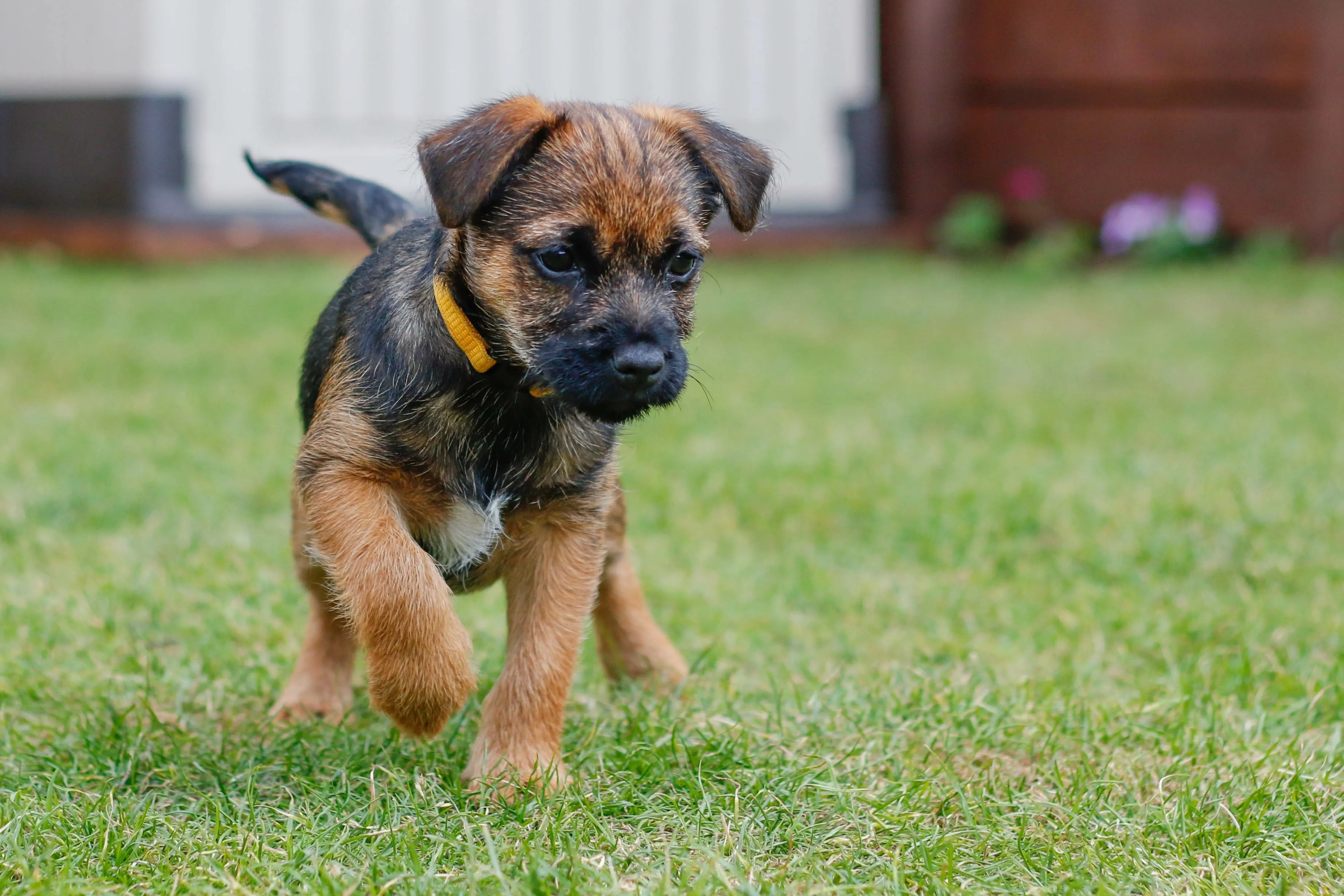 A playful Border Terrier puppy with a scruffy coat frolics in green grass.