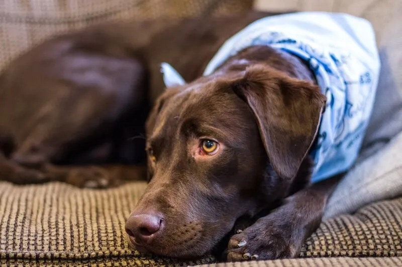 A playful dog looking guilty next to an overturned trash can, symbolizing a curious dog at risk.