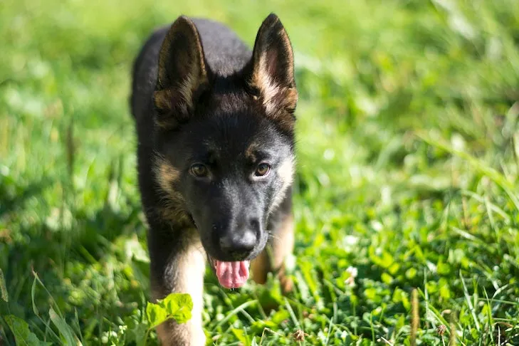 A playful German Shepherd puppy exploring a garden area.