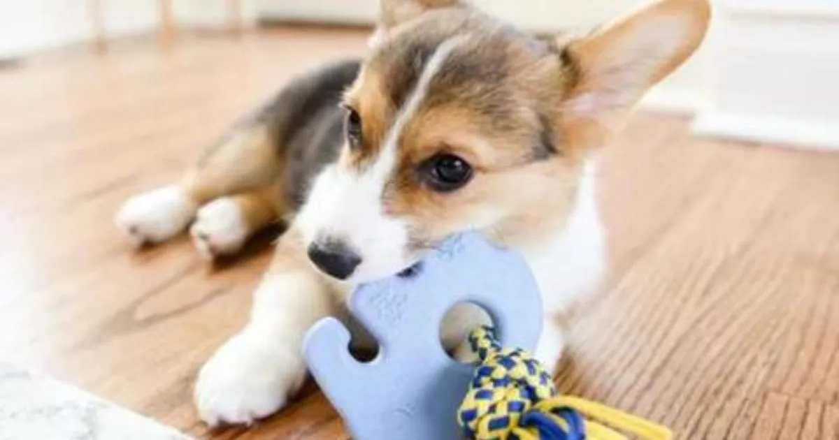 A playful golden retriever puppy gnawing on a bright blue chew toy on a wooden floor.