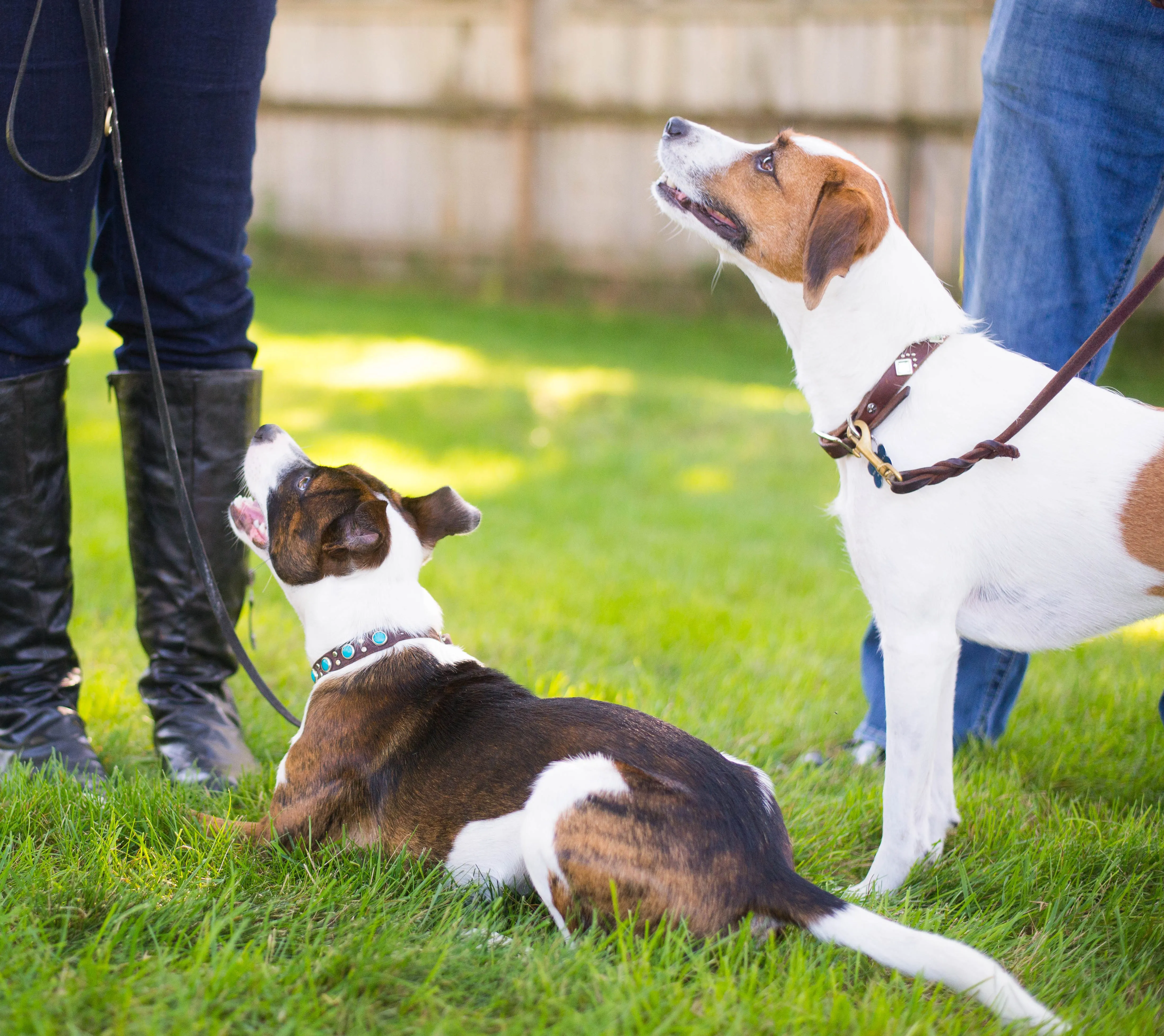 A playful interaction between two dogs in a controlled environment.