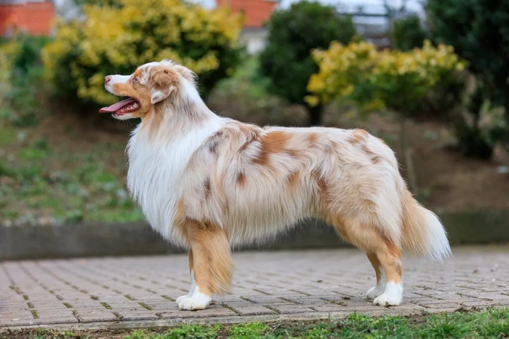 A playful Miniature American Shepherd with a red merle coat, demonstrating the smaller yet energetic nature among different kinds of shepherds.