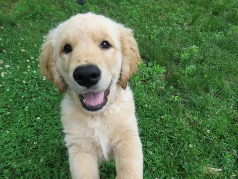 A playful puppy with a bright expression