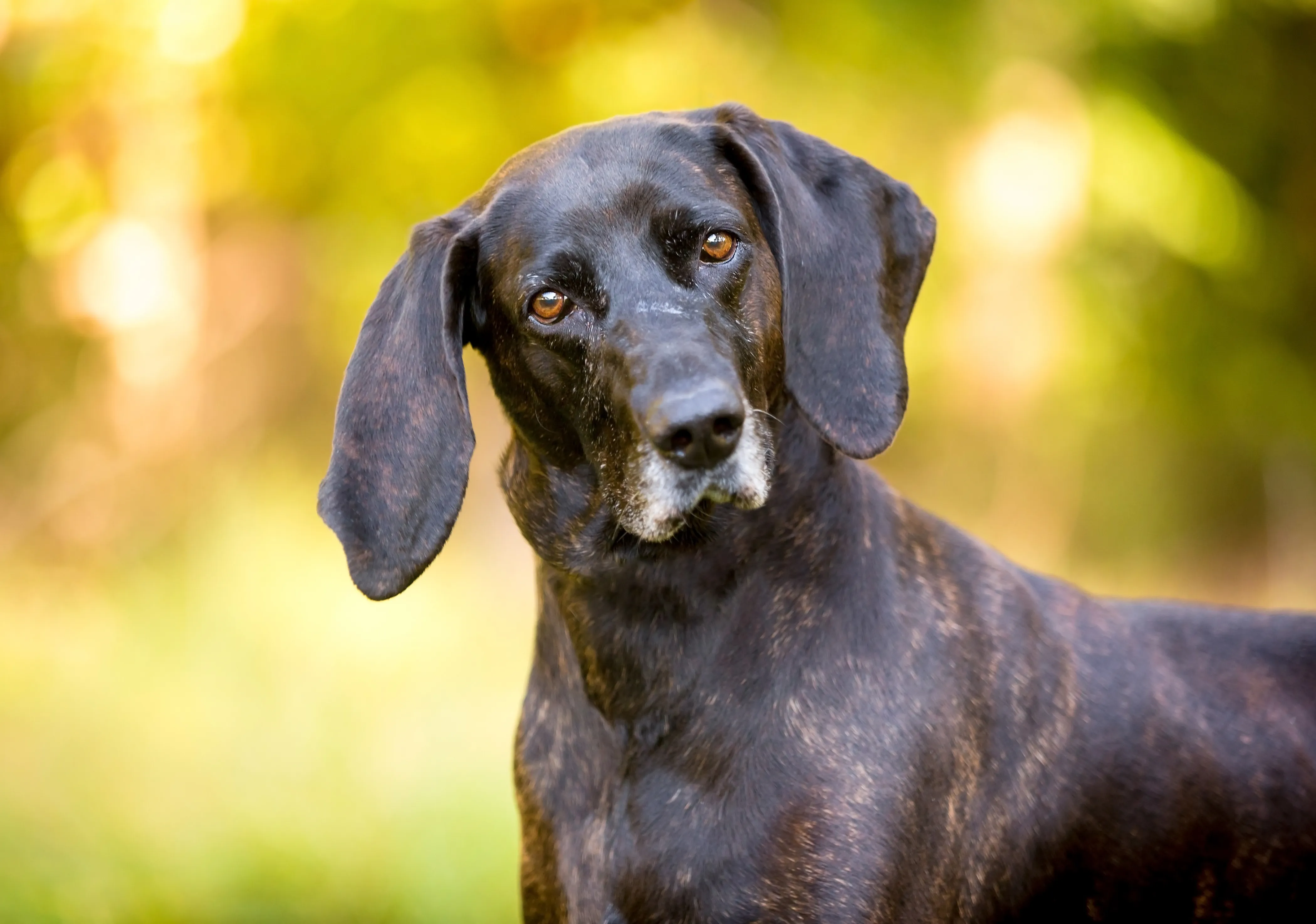 A Plott Hound with a glossy, brindled coat gazes intently at the camera, standing in dappled sunlight within a dense forest.