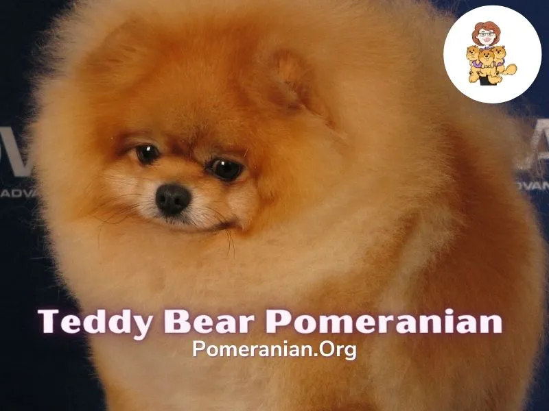 A Pomeranian puppy with its head tilted, looking inquisitive.
