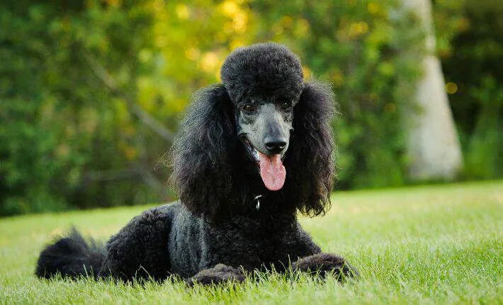 A Poodle standing proudly in the grass