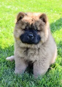 A portrait of Emperor Han, a young Chow Chow