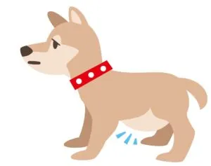 A pot-bellied dog showing signs of roundworm infection