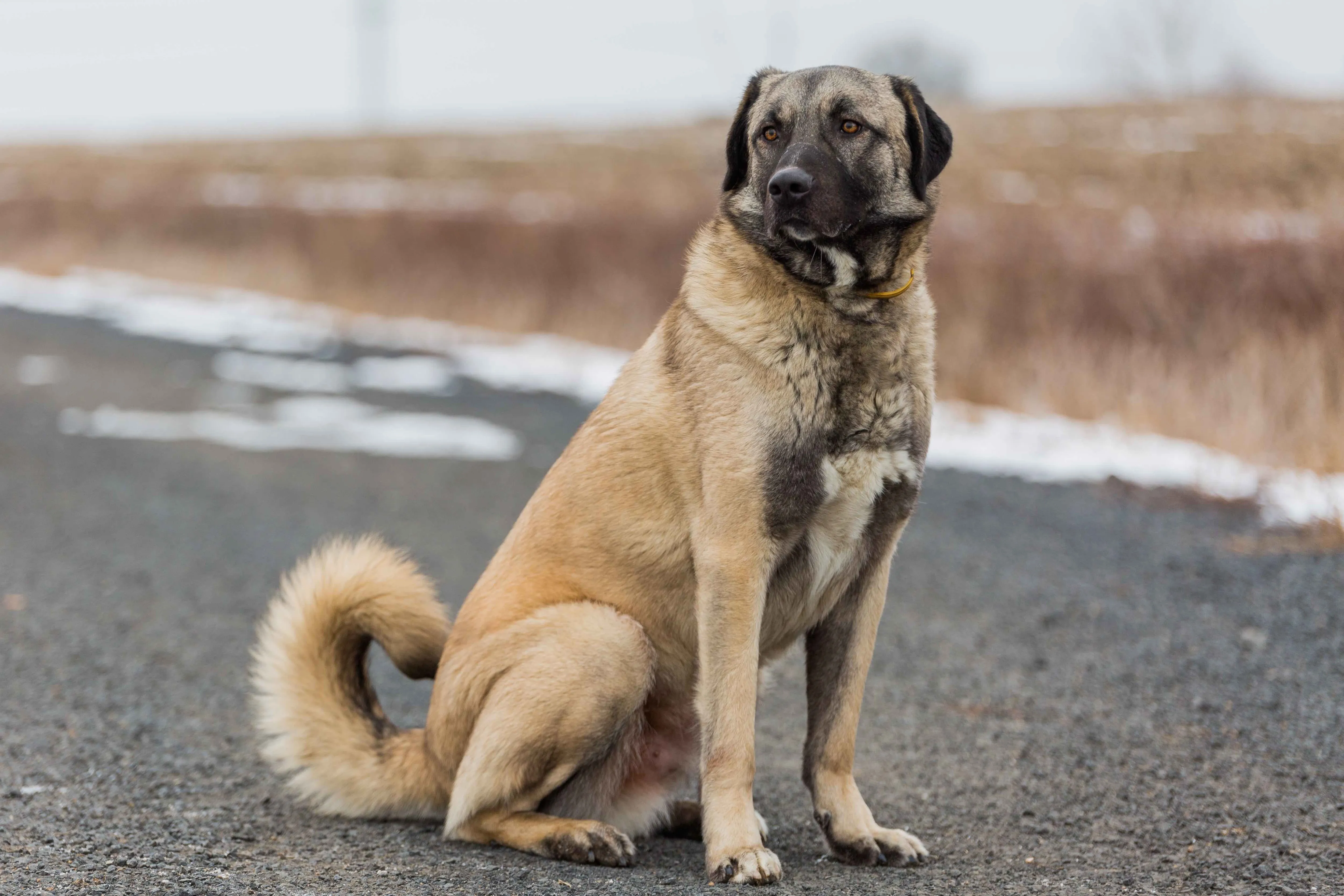 A powerful tan Anatolian Shepherd dog sits calmly on a road, observing its surroundings with a watchful gaze.