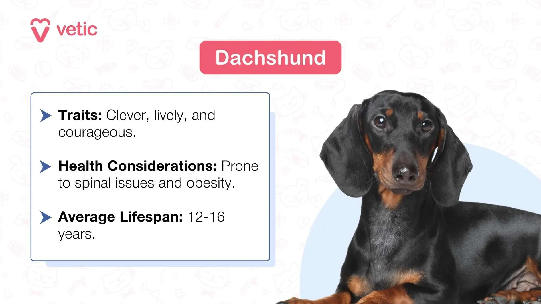 A profile view of a sleek brown Dachshund dog, known for its long body, against a subtle white background with paw prints.