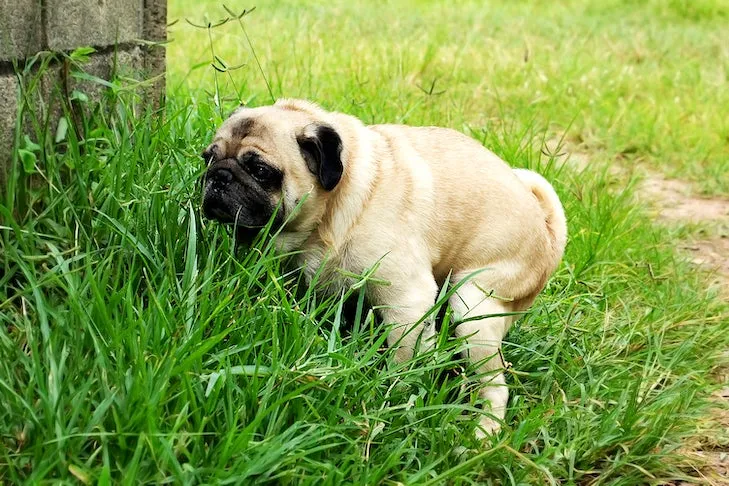 A Pug in tall grass, mid-poop, looking relaxed.