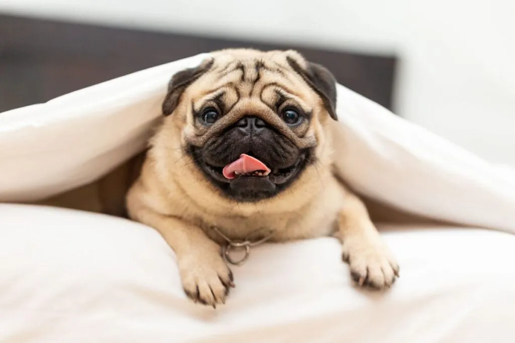 A pug puppy playing with a chew toy