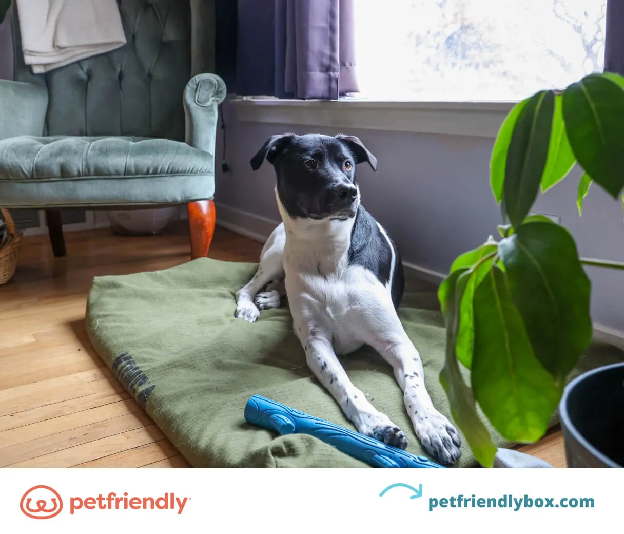 A puppy comfortably resting on its designated mat or bed.