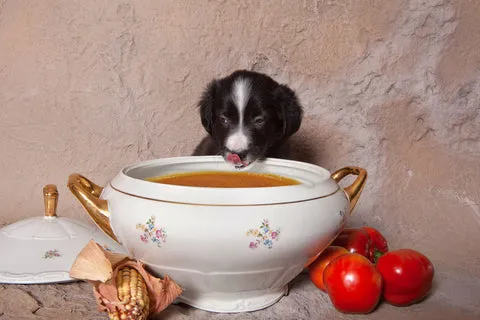A puppy licking a bone broth.