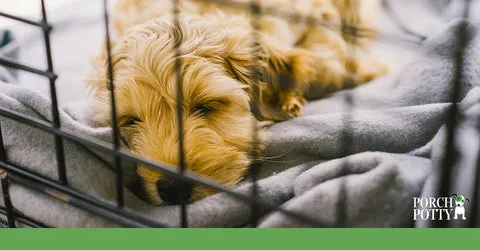 A puppy sleeping peacefully in their crate.
