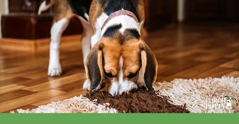 A puppy sniffing the ground, a clear sign they need to go potty.