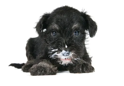 A puppy with yogurt on its face.