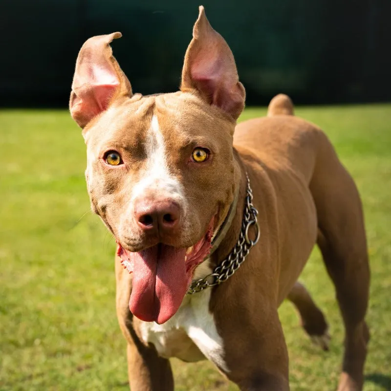 A question mark graphic overlaid on an image of a Pit Bull playing with a durable toy.