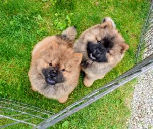A red Chow Chow puppy with a black mask