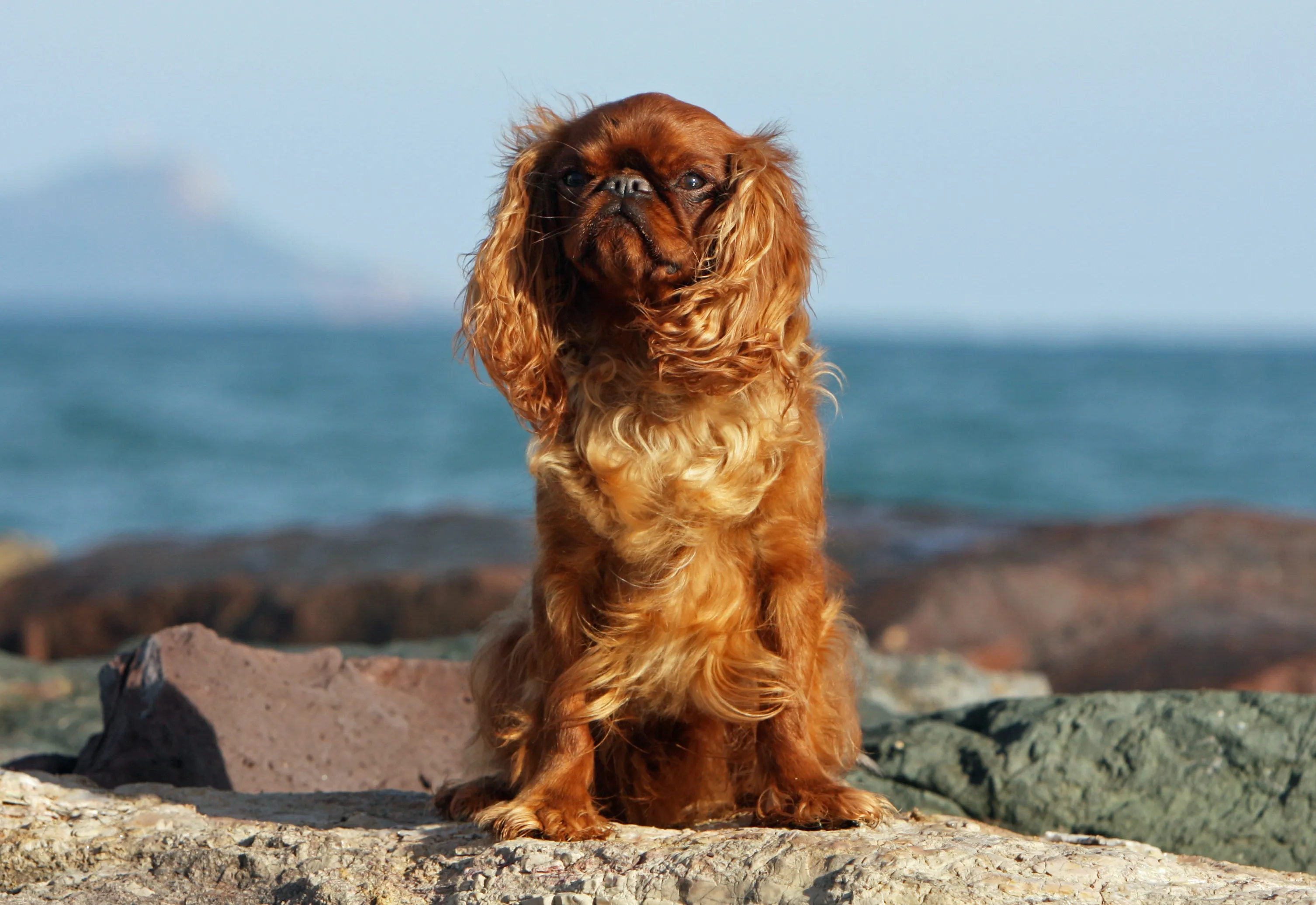 A red English Toy Spaniel with large dark eyes looking attentively at the camera.
