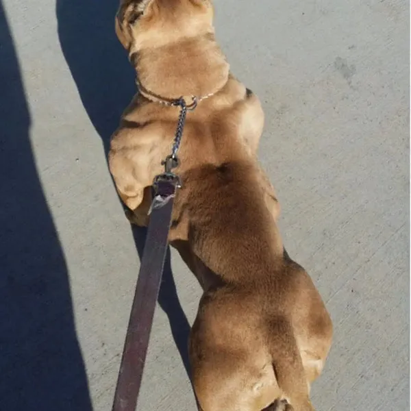 A red-nosed bully breed dog exhibiting muscular development.