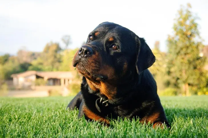 A Rottweiler laying down in the yard with its head tilted.