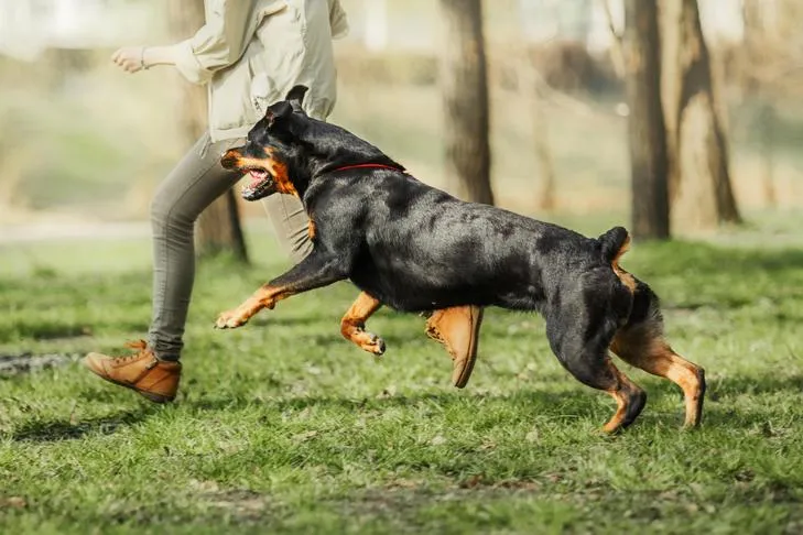 A Rottweiler running in a park, playing with its owner.