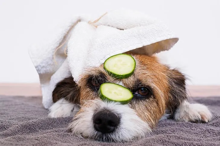 A Russell Terrier looking comically at cucumber slices, indicating a dog enjoying healthy vegetable treats.