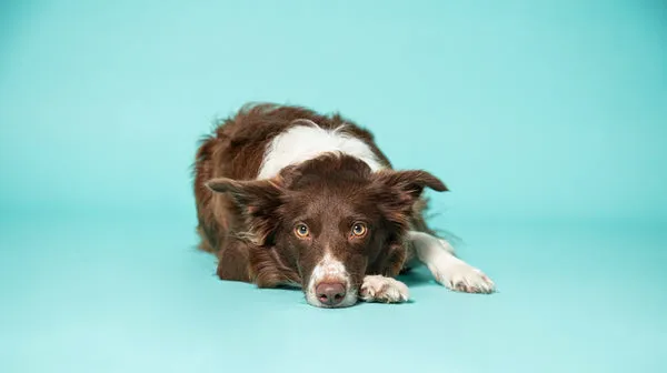 A sad-looking dog against a blue background
