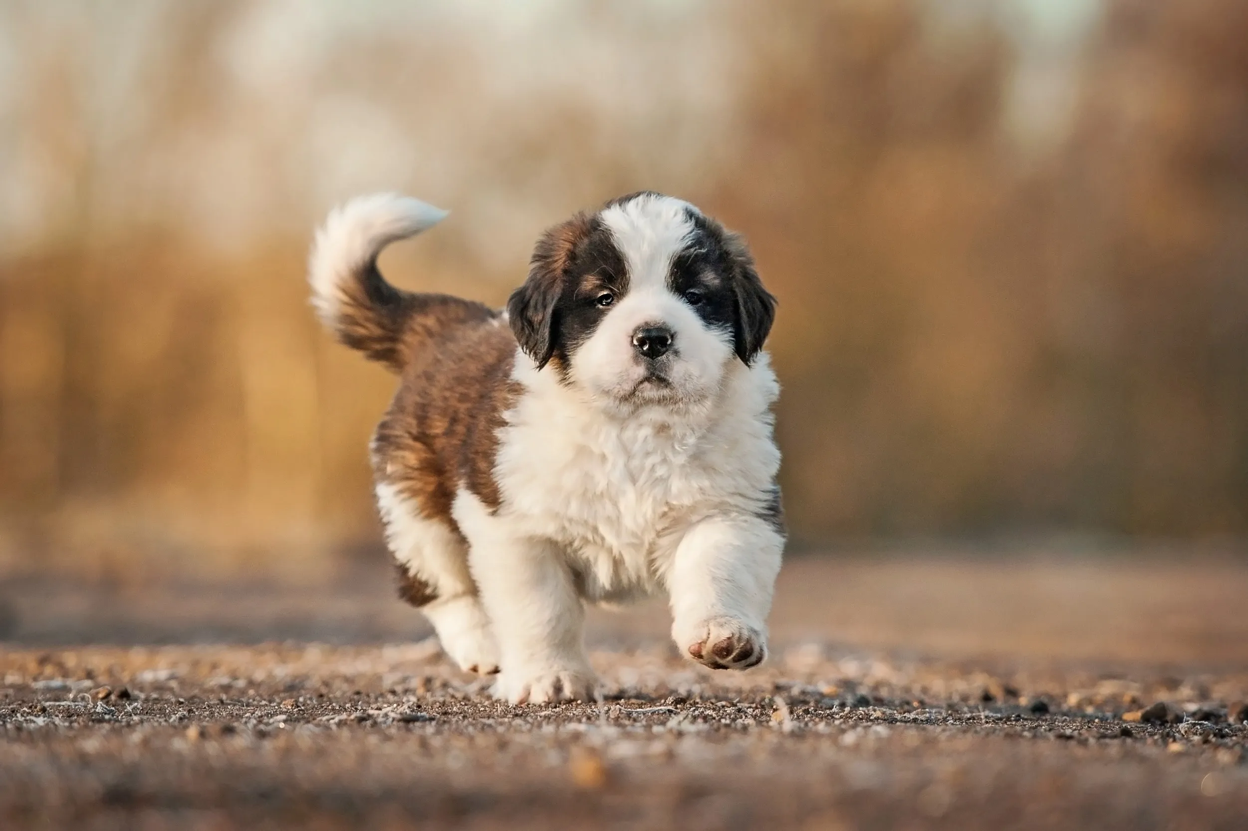 A Saint Bernard puppy walking outdoors on a path with determination