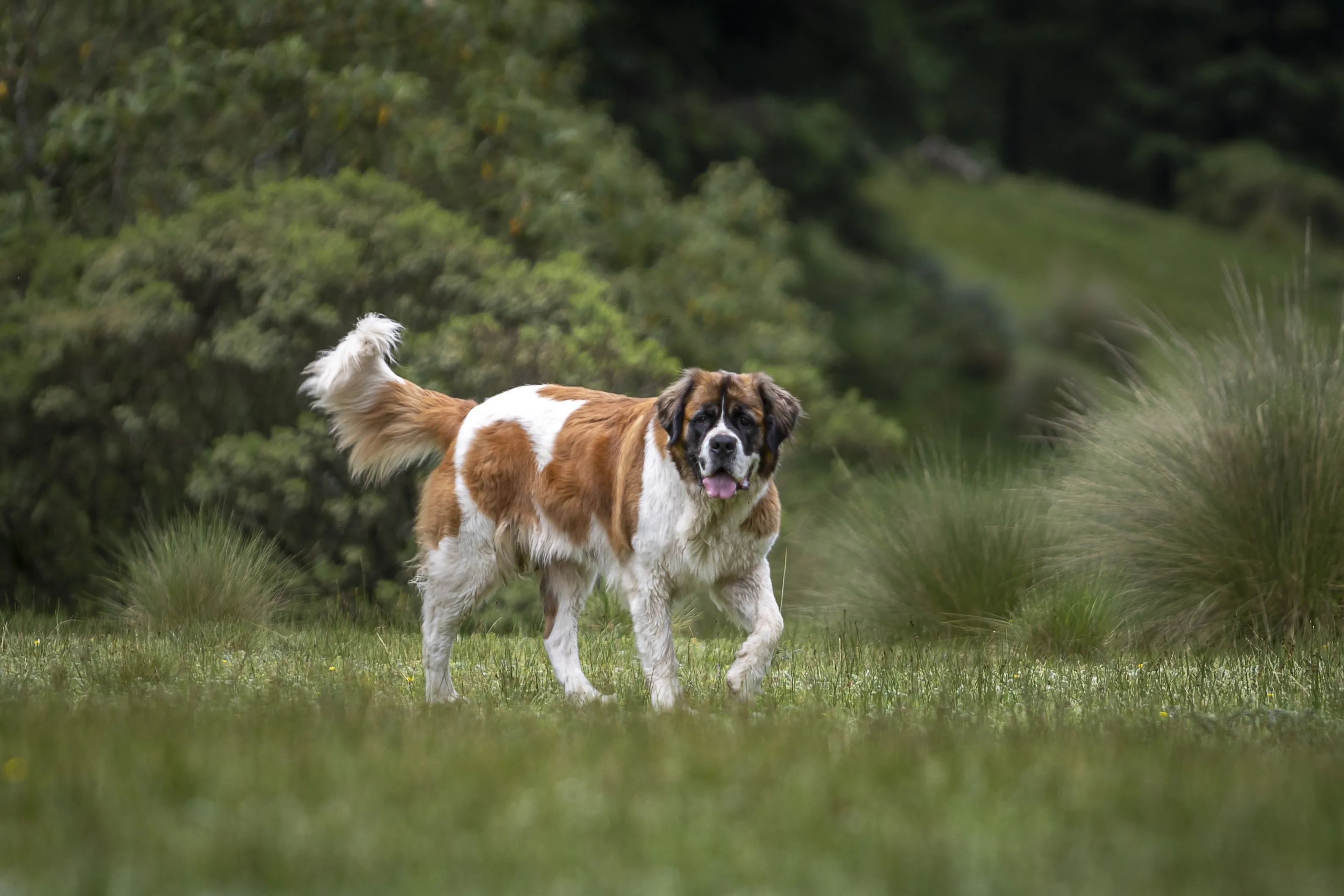A Saint Bernard walking calmly through lush green grass