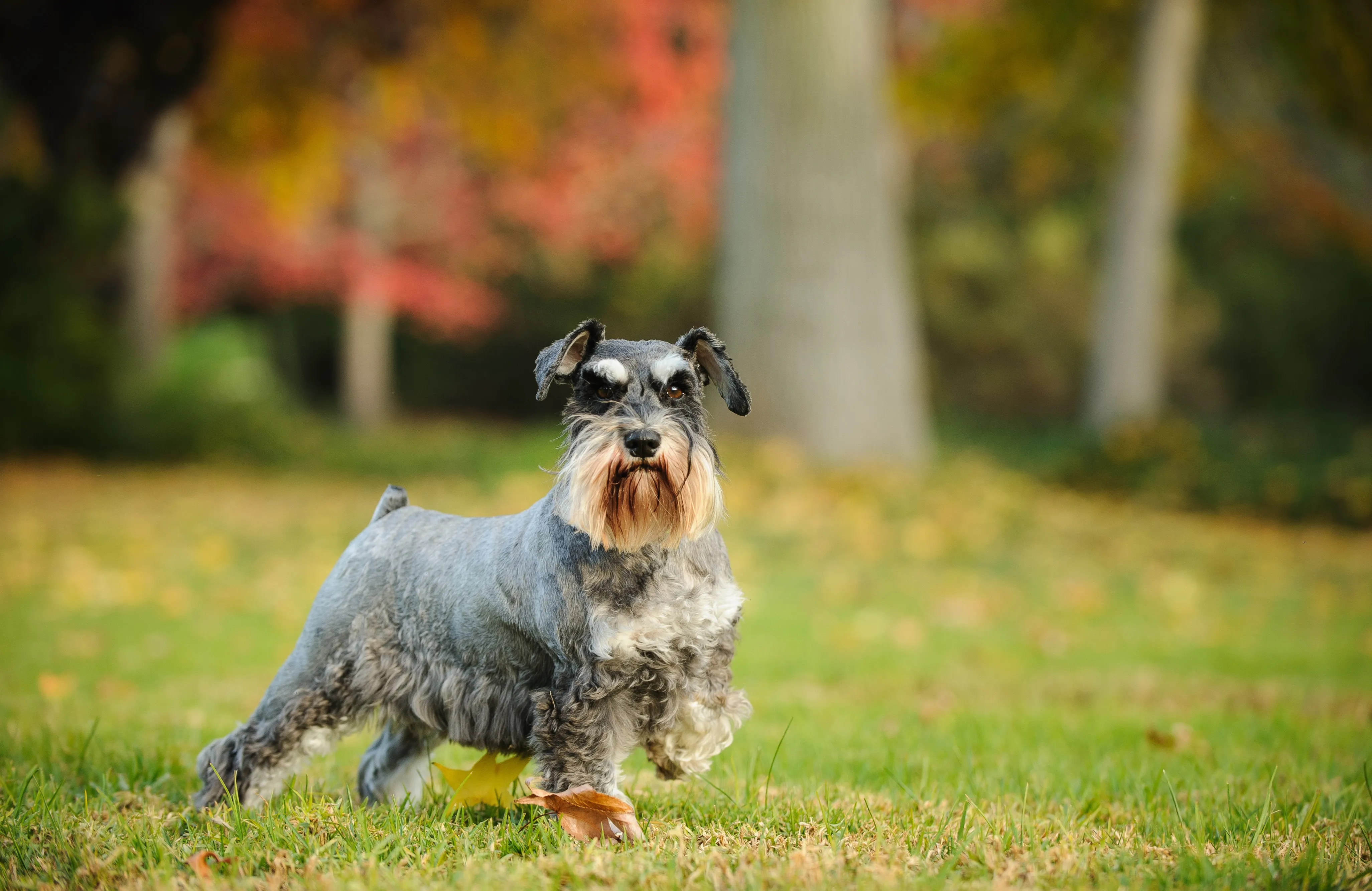 A salt and pepper Miniature Schnauzer with a distinctive beard poses alertly in a vibrant park setting.