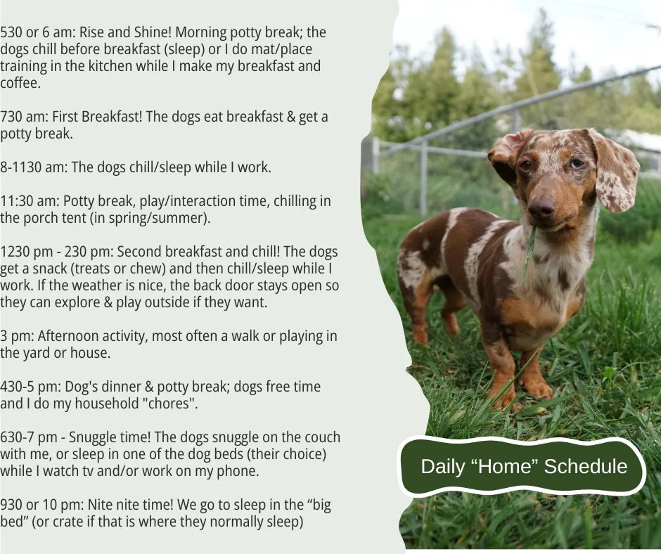 A sample daily schedule for dog boarding, presented visually