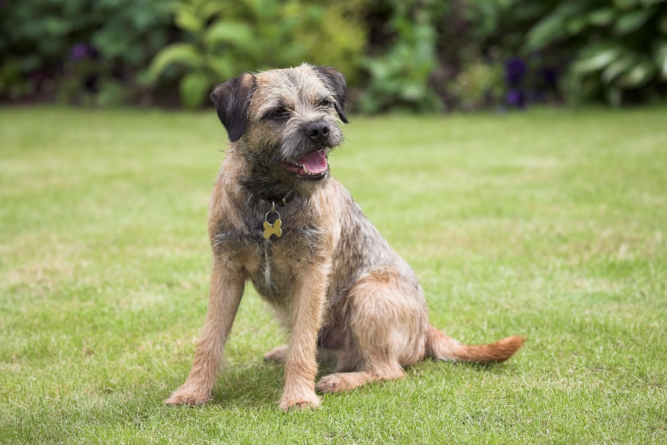 A scruffy-coated Border Terrier with expressive eyes, sitting calmly amidst green grass.