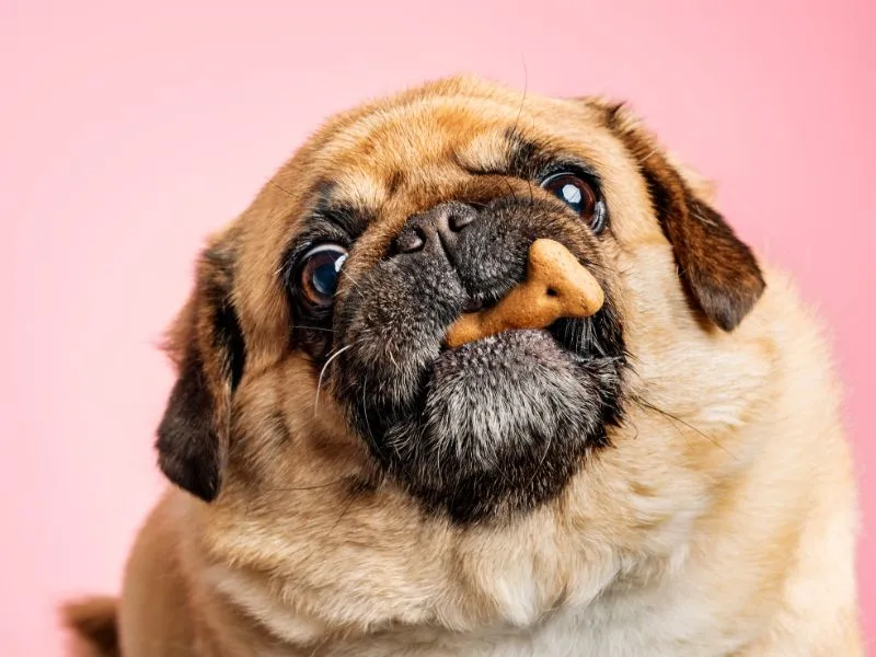 A selection of healthy low-calorie dog treats