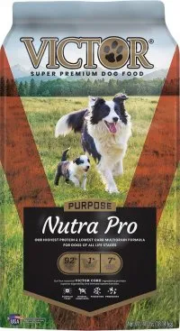 A senior dog looking contentedly at a bowl of dog food