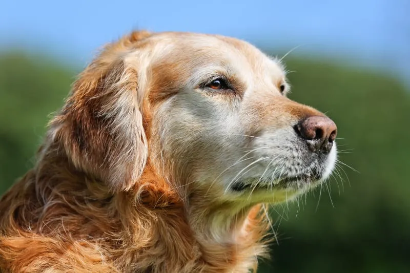 A senior dog resting comfortably on a soft blanket, with a gentle expression and slightly graying muzzle.