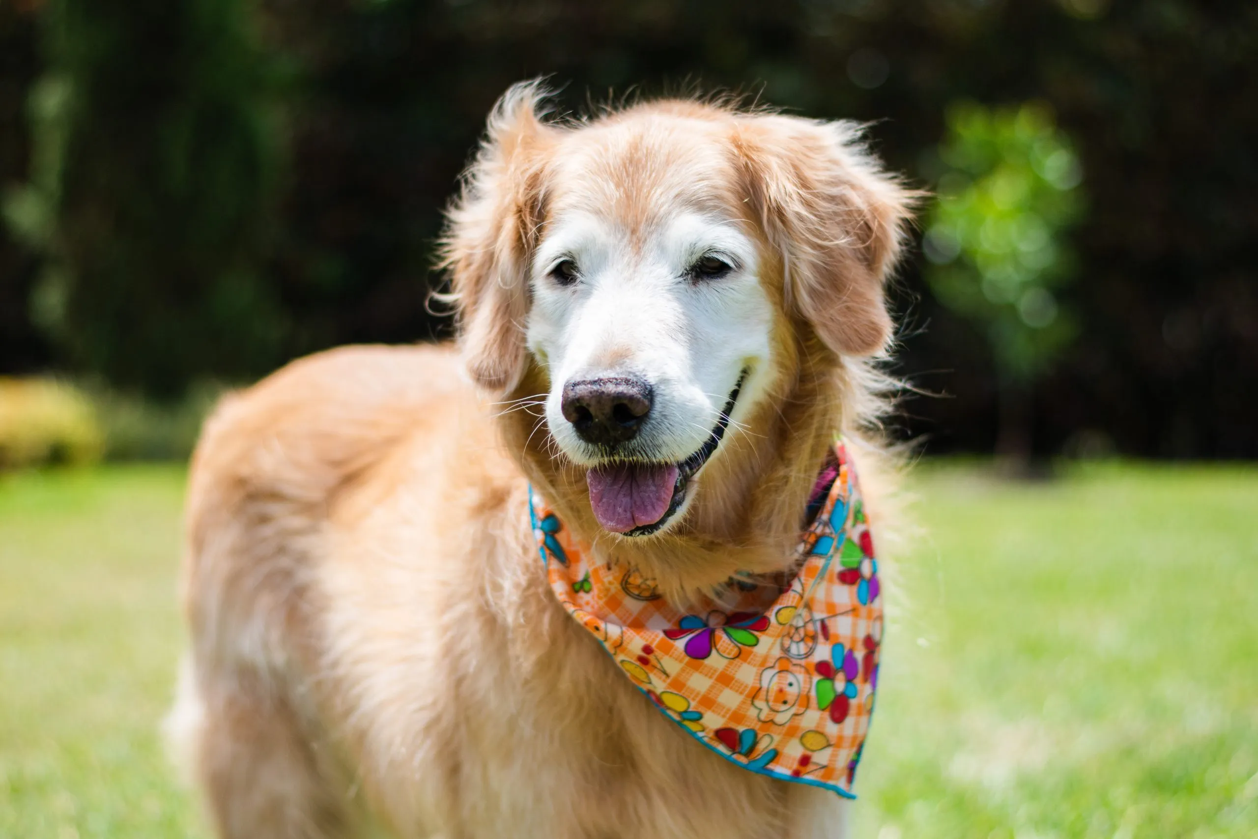 A senior dog with a gray muzzle sits patiently, looking attentively at the camera. The dog has a calm and gentle expression.