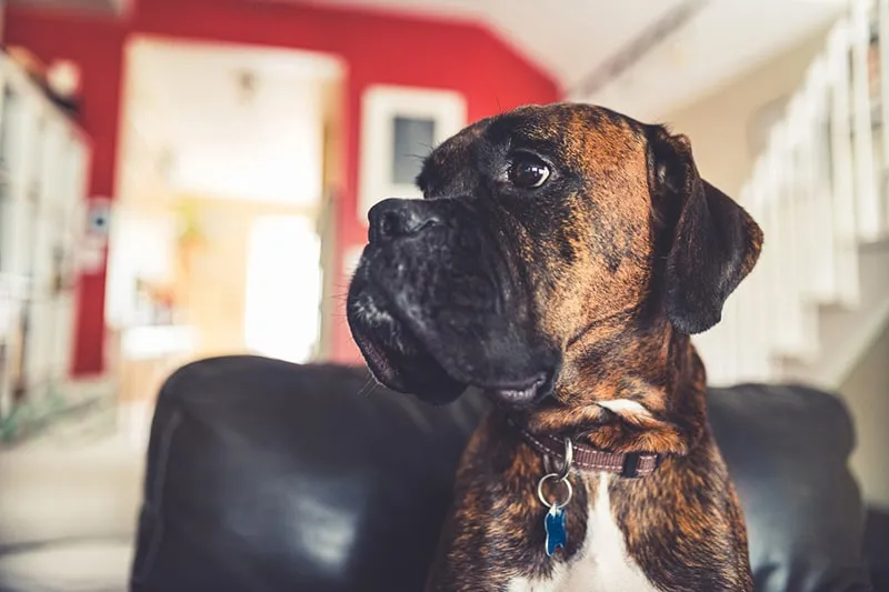 A serene Boxer dog resting on a plush black leather armchair, representing initial home setup and comfort investments for a new pet.