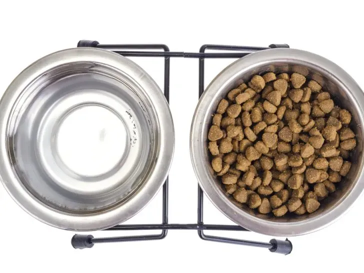 A set of clean metal bowls, one for water and one for dry pet food, representing standard feeding equipment.