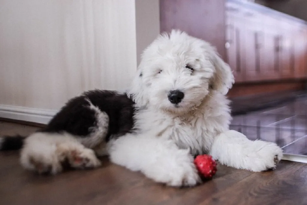 A shaggy Old English Sheepdog with a gray and white coat, a beloved breed among various short-haired shepherd breeds (referring to the face being visible).