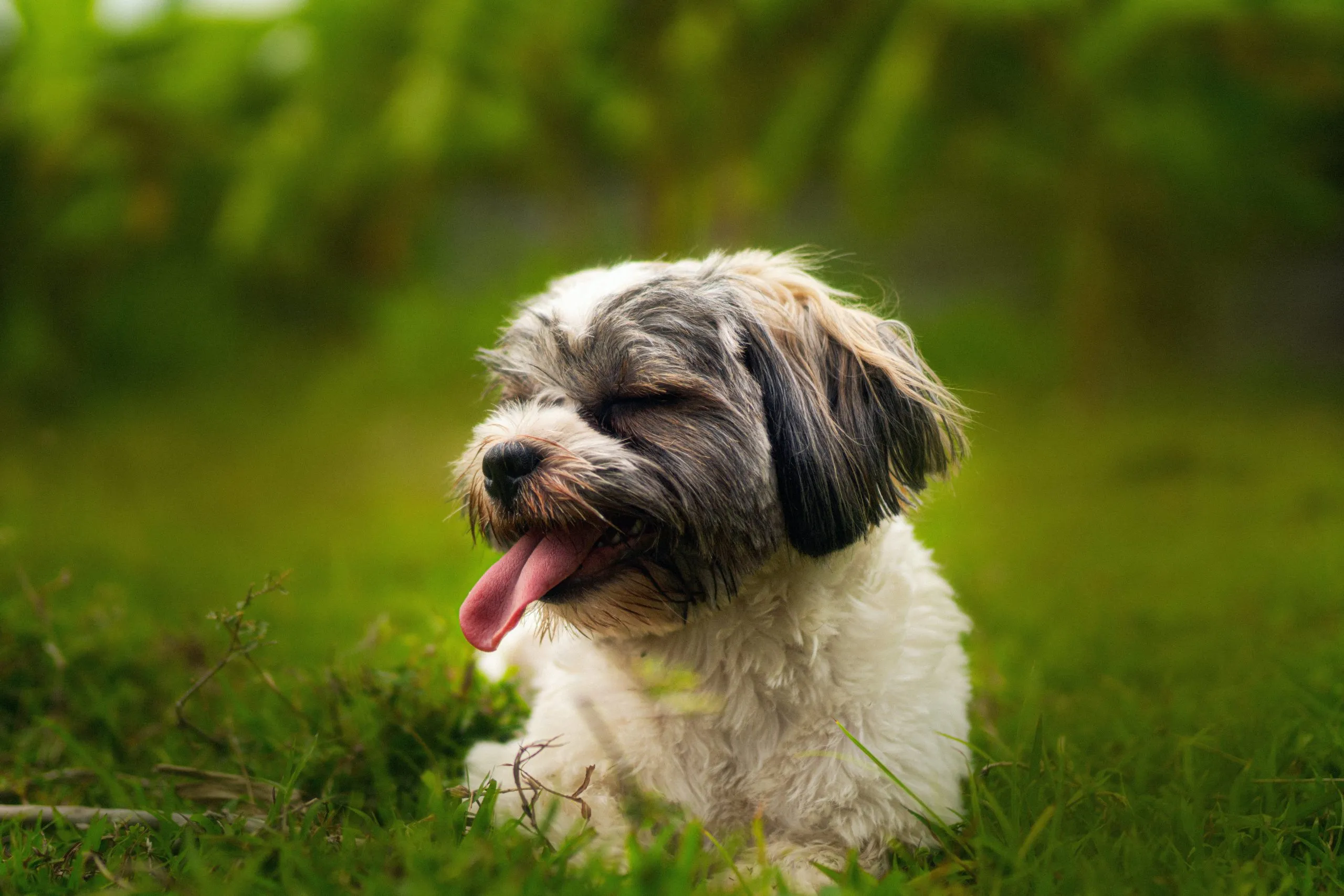 A Shih Tzu dog looking at a food bowl with a hesitant expression
