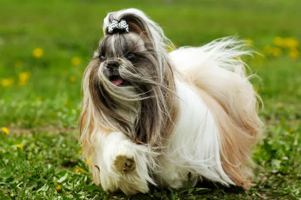 A Shih Tzu with a long, regal coat