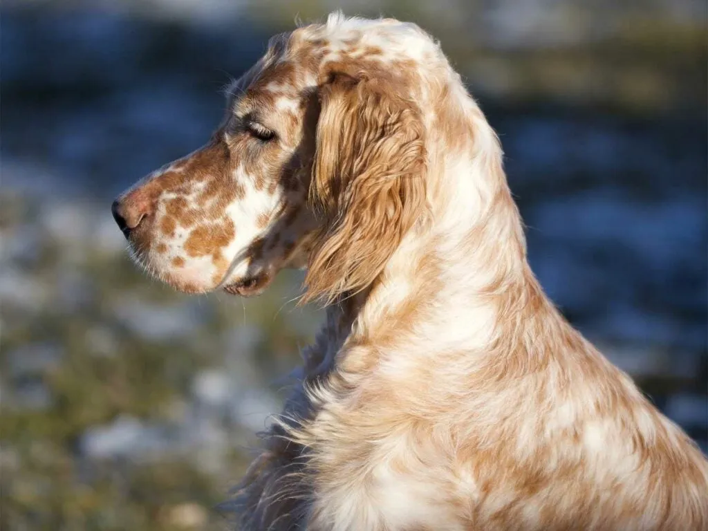 A side-profile view of a majestic gold and white English Setter.