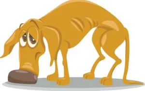 A skinny dog losing weight due to malabsorption