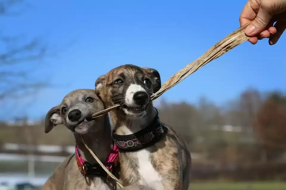 A sleek Whippet with a short, smooth coat, appearing graceful.