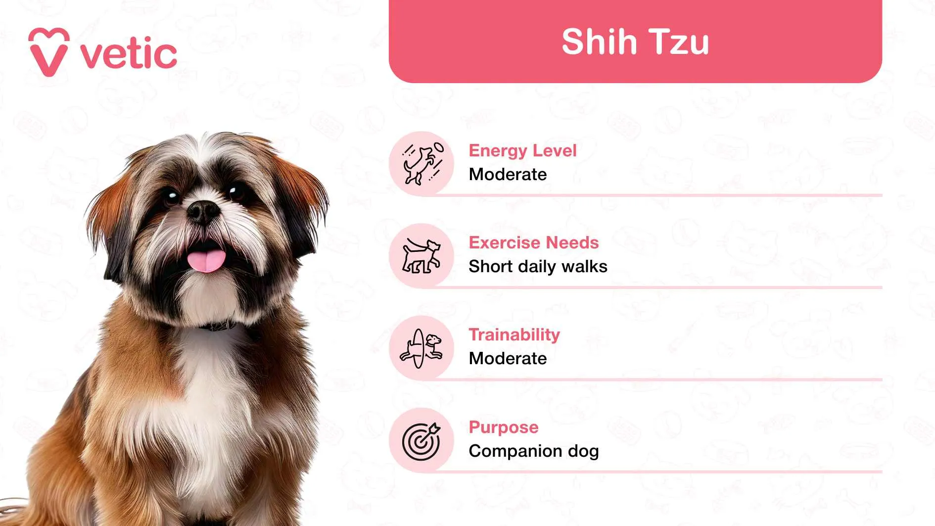 A small and affectionate Shih Tzu, an excellent choice for families in India seeking a lapdog companion.